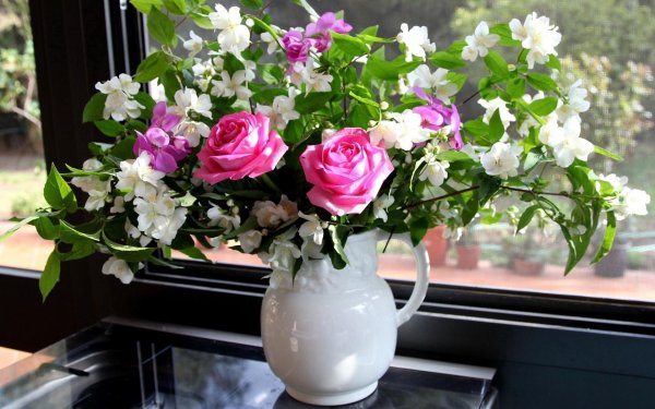 жасмин цветки