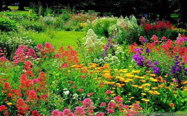 flower garden