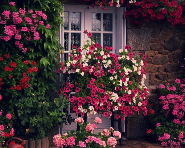 петуния fotofinish