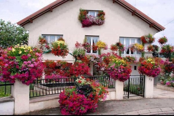 петуния ампельная вертикальное озеленение