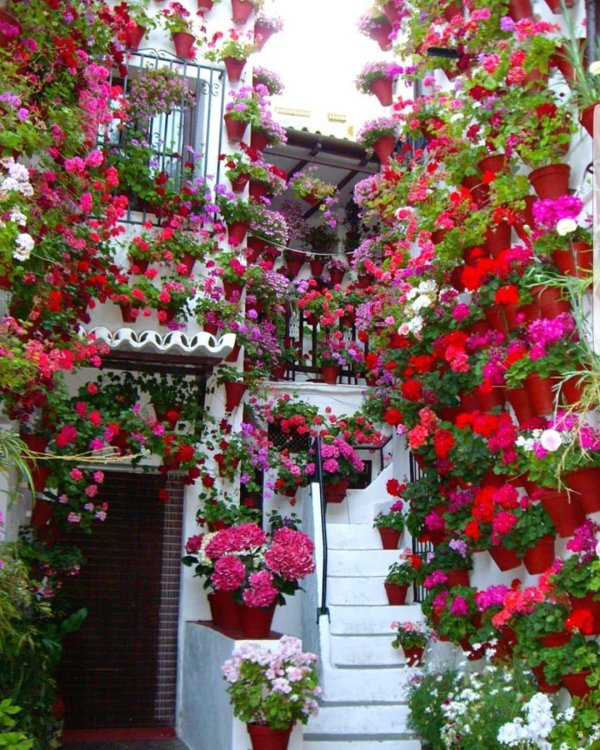 цветочный дворик