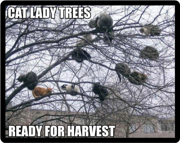 кот на дереве