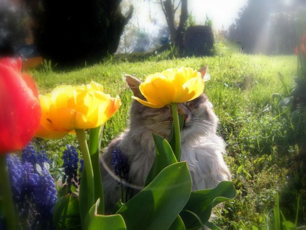 настроение весеннее