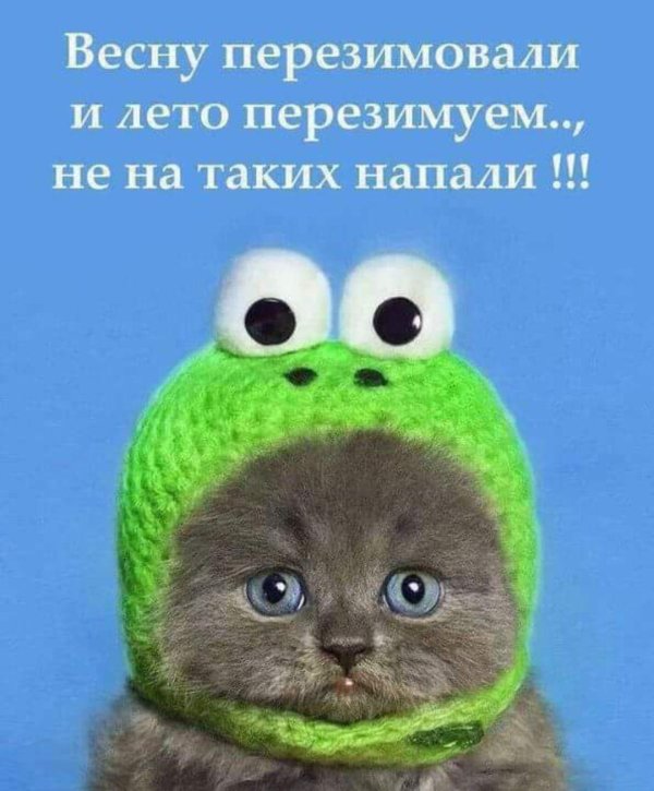 котик в шапочке