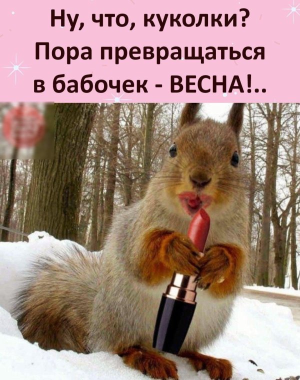 белка лесная