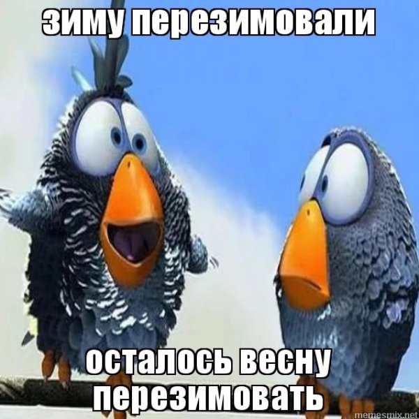 чокнутая птичка