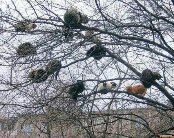 гнезда на деревьях