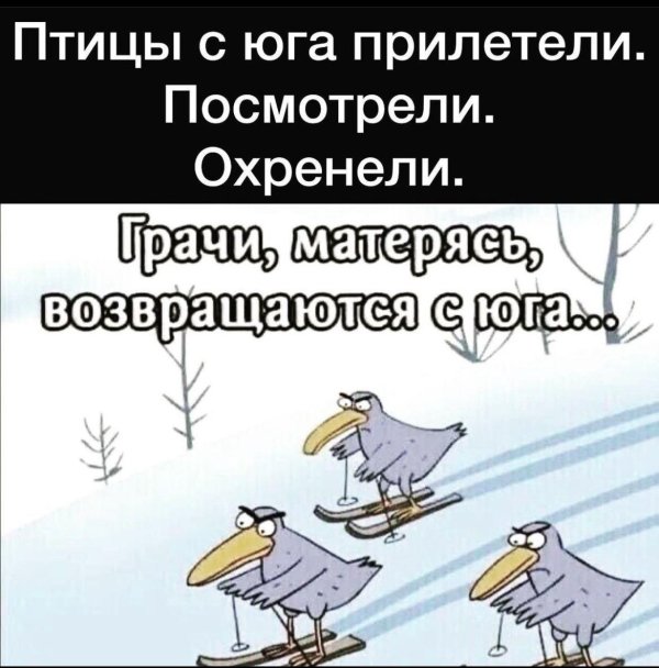 птичка смешная