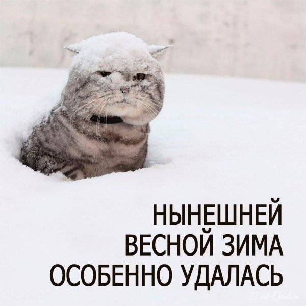 кот снег
