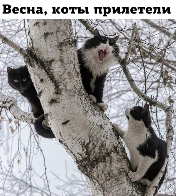 кот на дереве