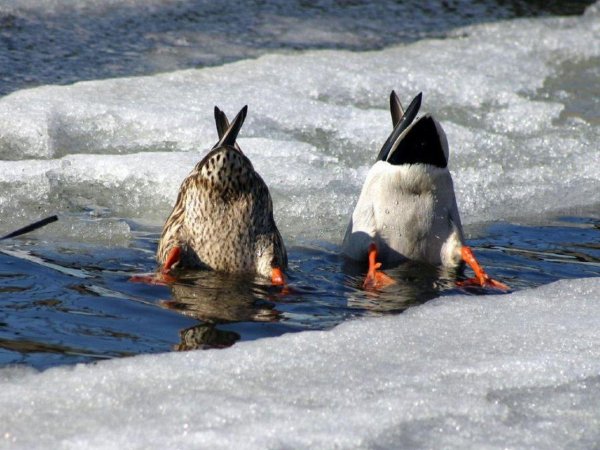 утка нырять