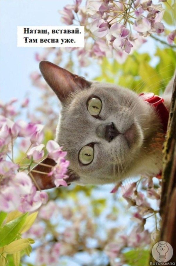 весенние котики