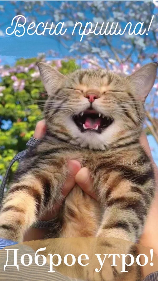 радостная кошка