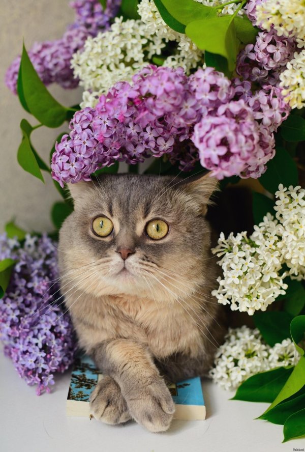 котики с цветами