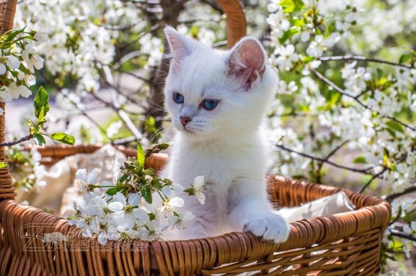 весенние котики