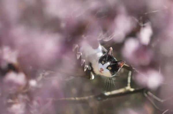 весенние коты