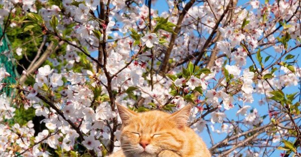 весенние коты