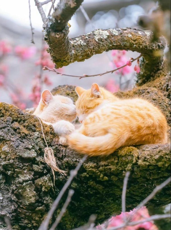 весенние котики