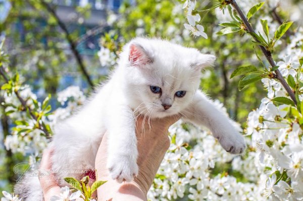 серебристая шиншилла британская