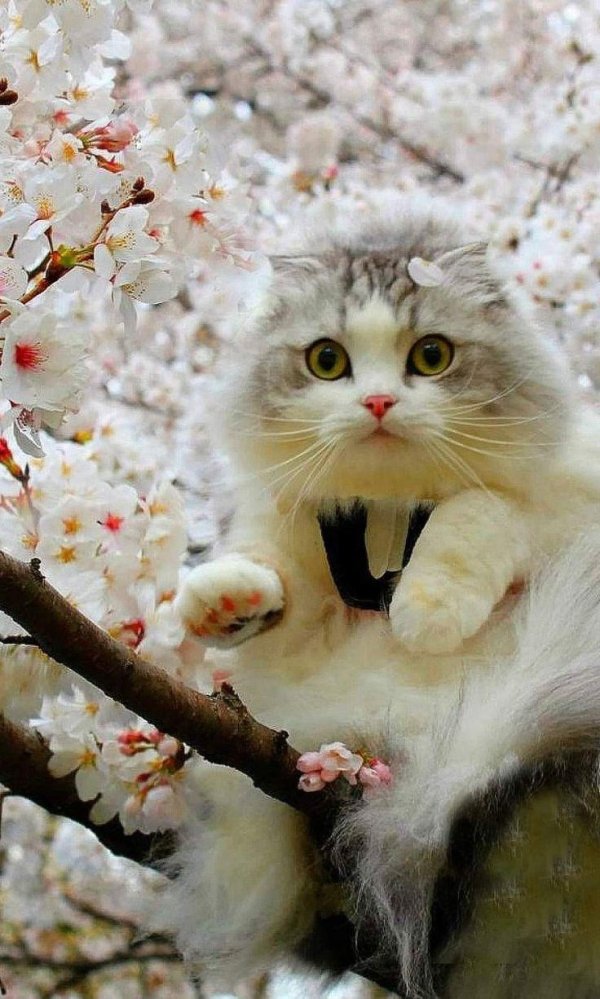 кошки весной