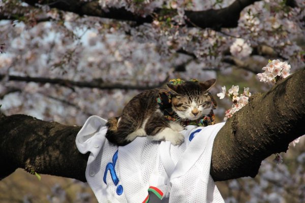 весенние котики