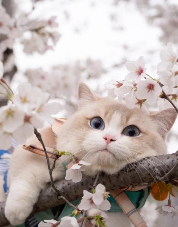 spring cat