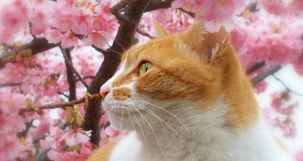 кошки весной