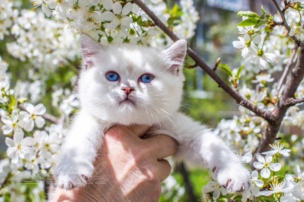 весенние коты