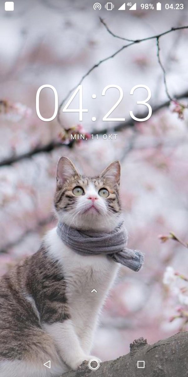 весенние котики