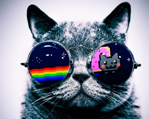 крутые коты