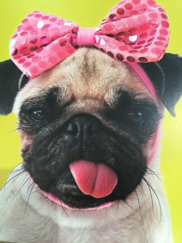 веселый мопс