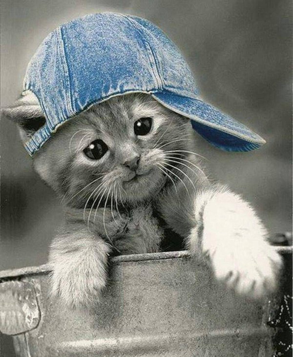 котенок в кепке