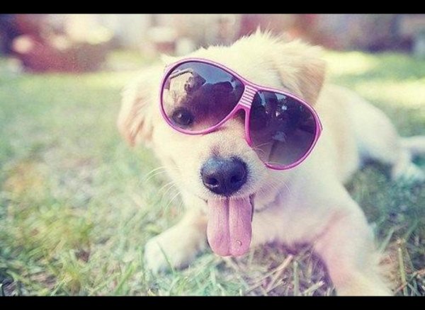 крутые животные