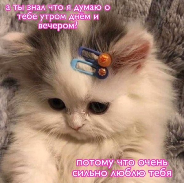 милая котик