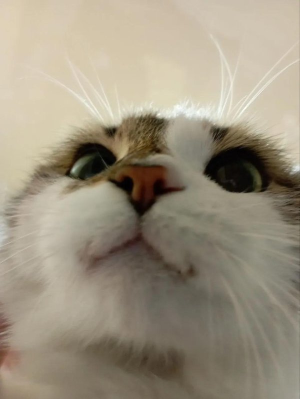 милая котик