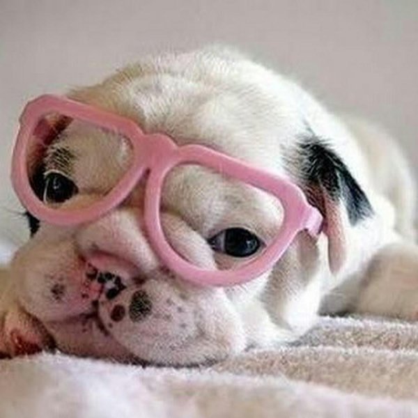 бульдог милый