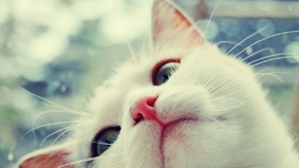 милые авы котиков