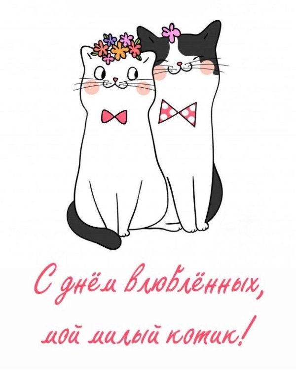 влюбленные котики