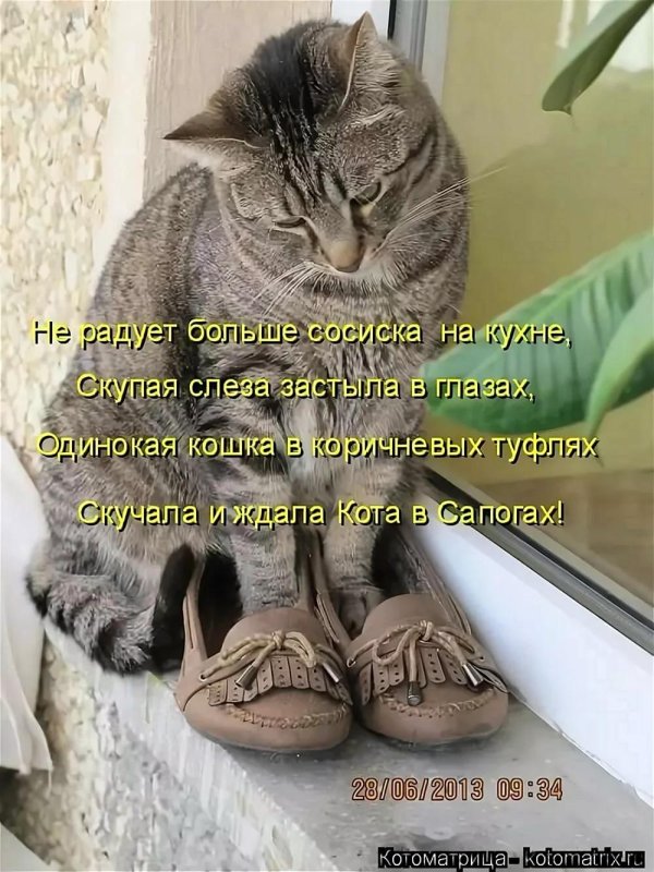 а кот