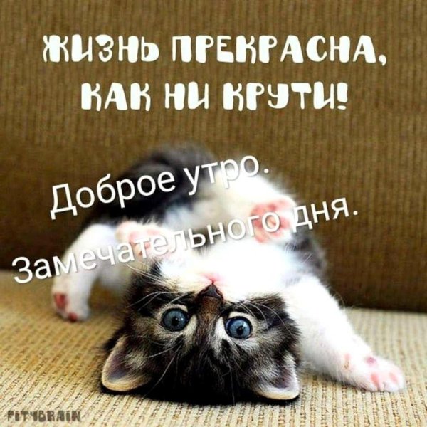милые коты