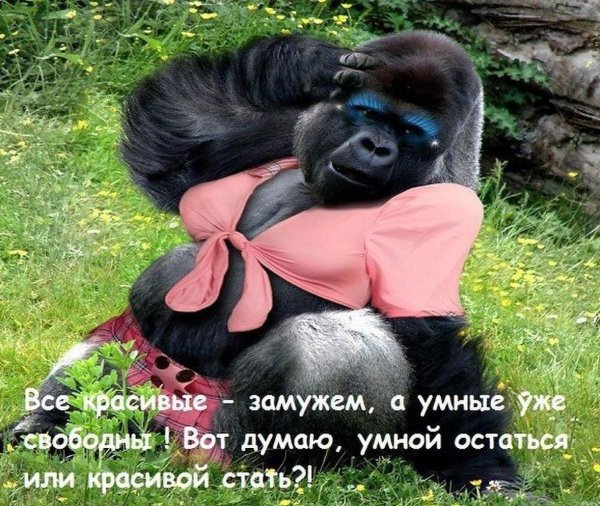горилла девочка