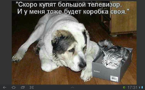 среднеазиатская овчарка