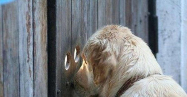 животное собака