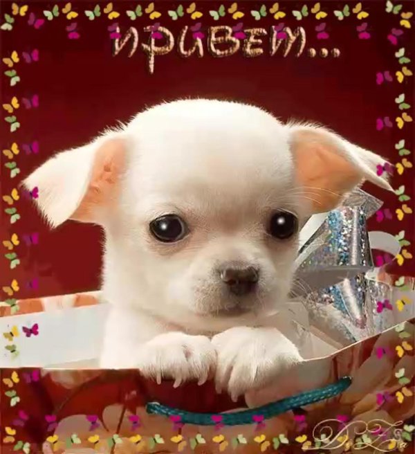 щенки чихуахуа