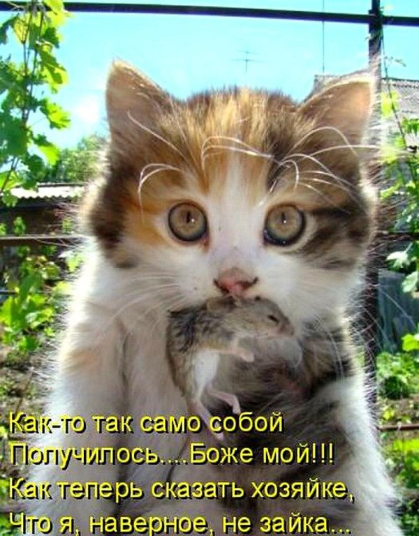 котёнок смешной