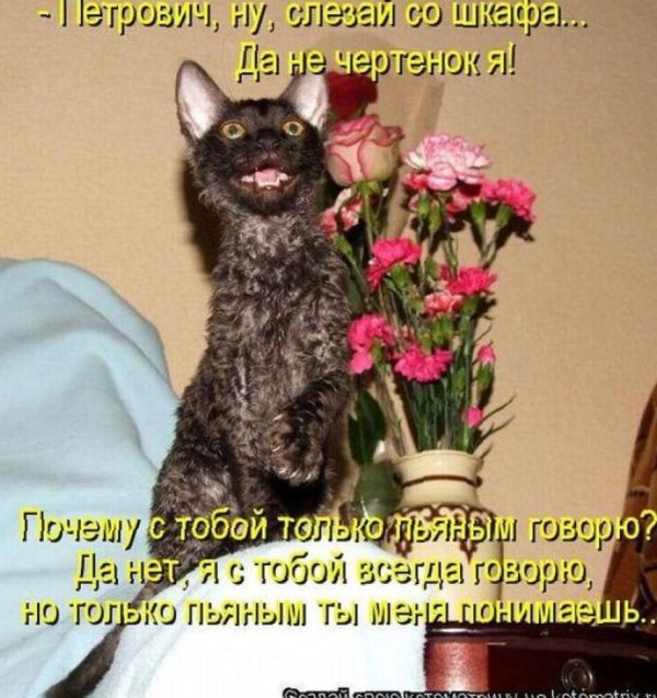 уральский рекс кошка