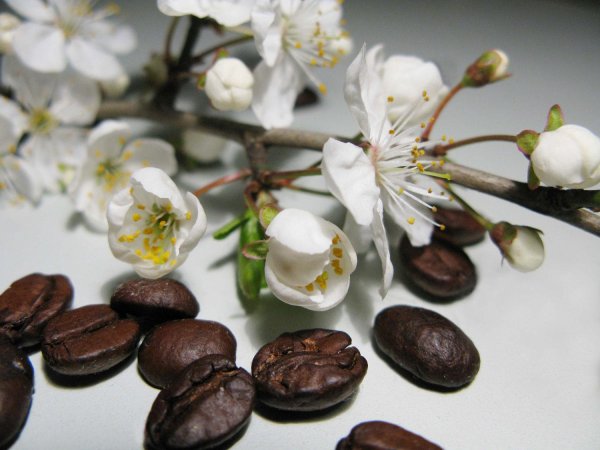 цветки вишни