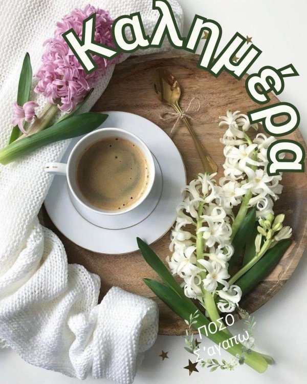 цветы утренние