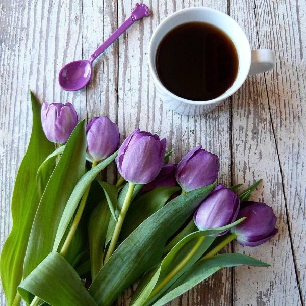 фиолетовые тюльпаны