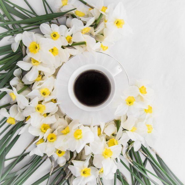 с добрым утром нарциссы